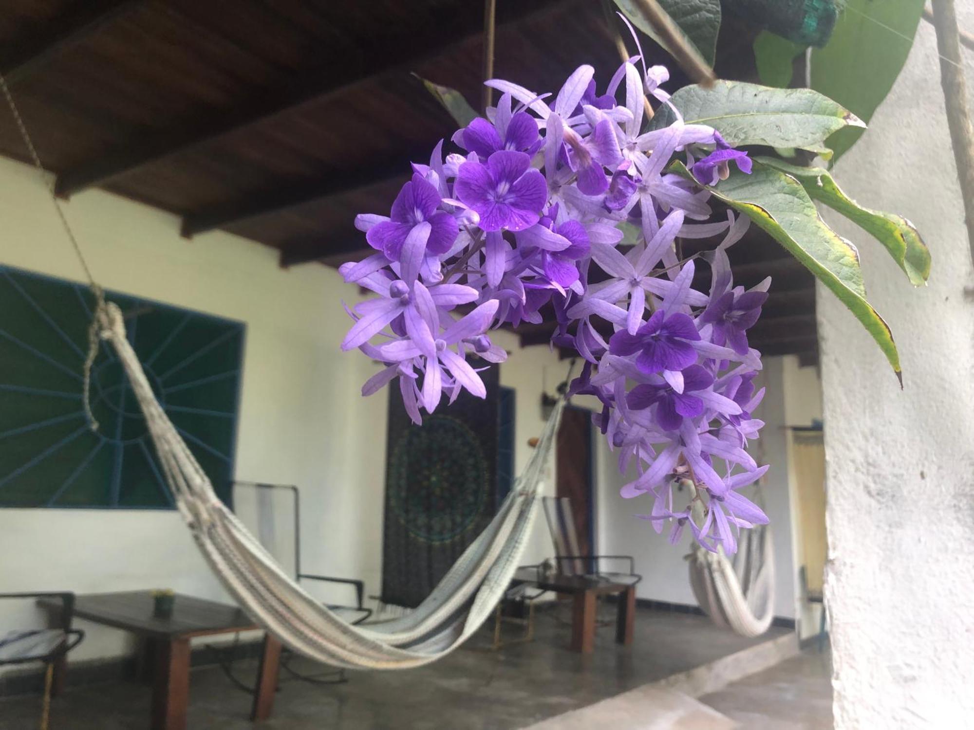 El Pargo Feliz Otel Montezuma Dış mekan fotoğraf
